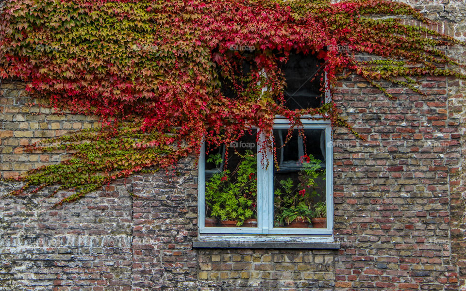 Autumn window