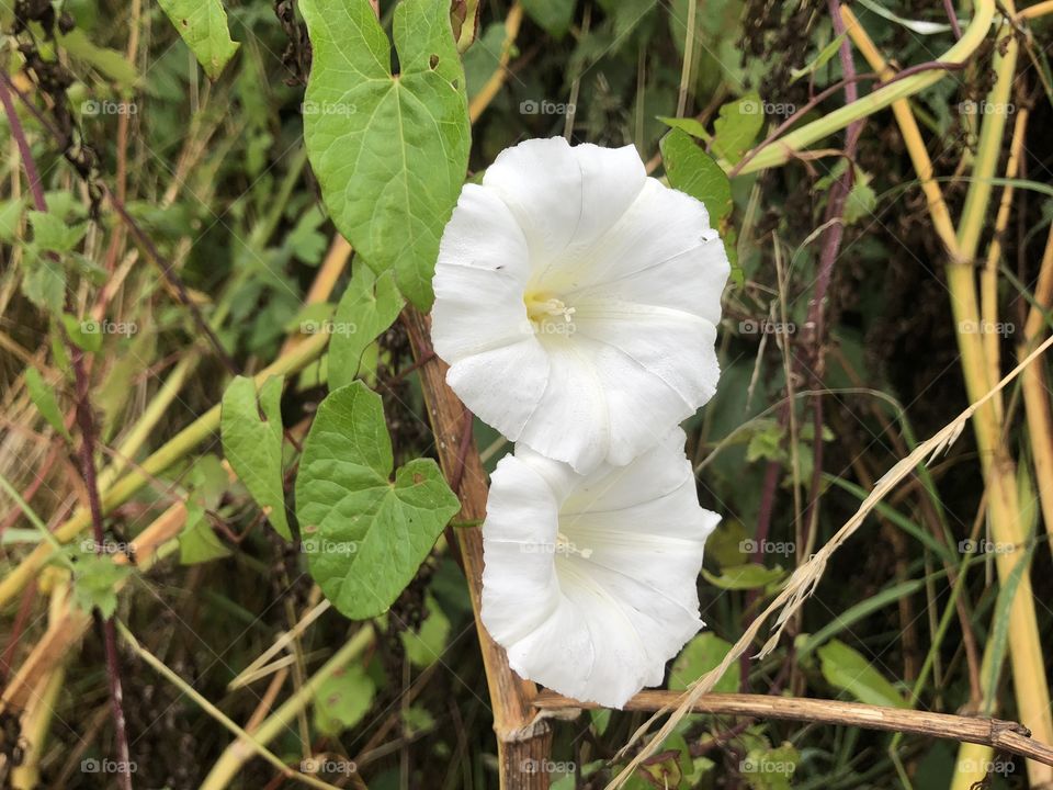 A white beauty that would suit a soap powder manufacturer, the purity and transparency of this white dog rose is a pleasure.