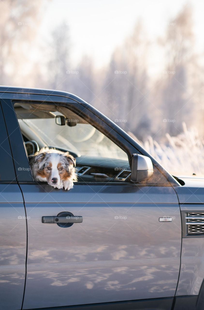 Dog in car. Traveling with dog. Cute dog looking into the camera. Pet on passenger sit. Sad looking puppy. Australian Shepherd.  Winter
