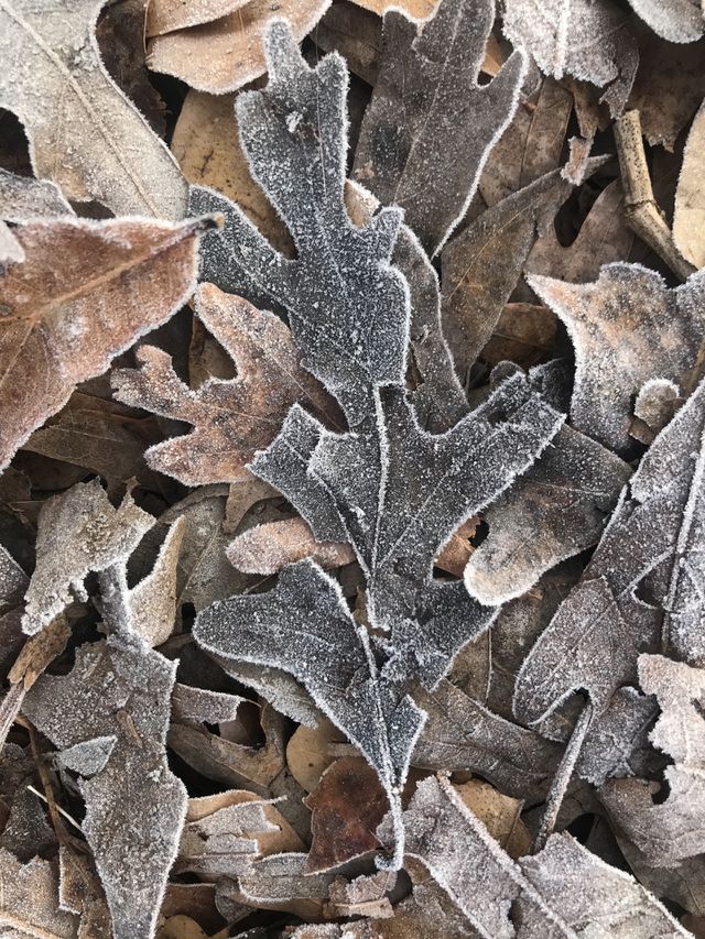 A frozen day, in central Alabama. The morning was so gorgeous with frosted fields and trees. I noticed the leaves on the ground were also frozen, and frozen beautifully, at that! Even in the dead of winter, there is peace and beauty to be found.