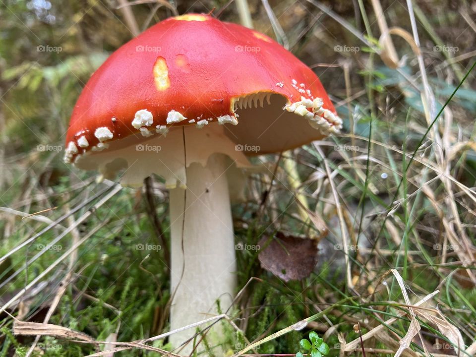 Little red mushroom with a bite from who I wonder ? in the forest 🍄