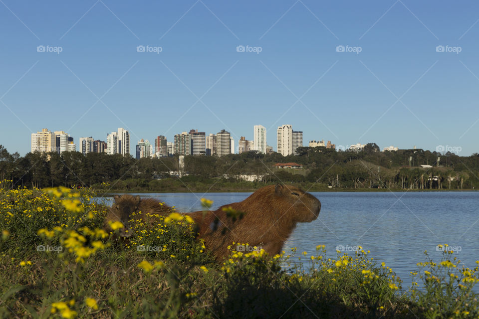 Barigui Park in Curitiba.