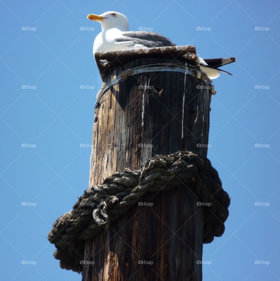 Seagull sitting on pylon