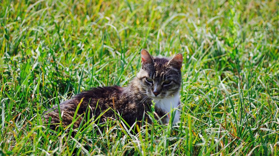 Summer Pets - grey tabby enjoying the summer sun in a lush pasture