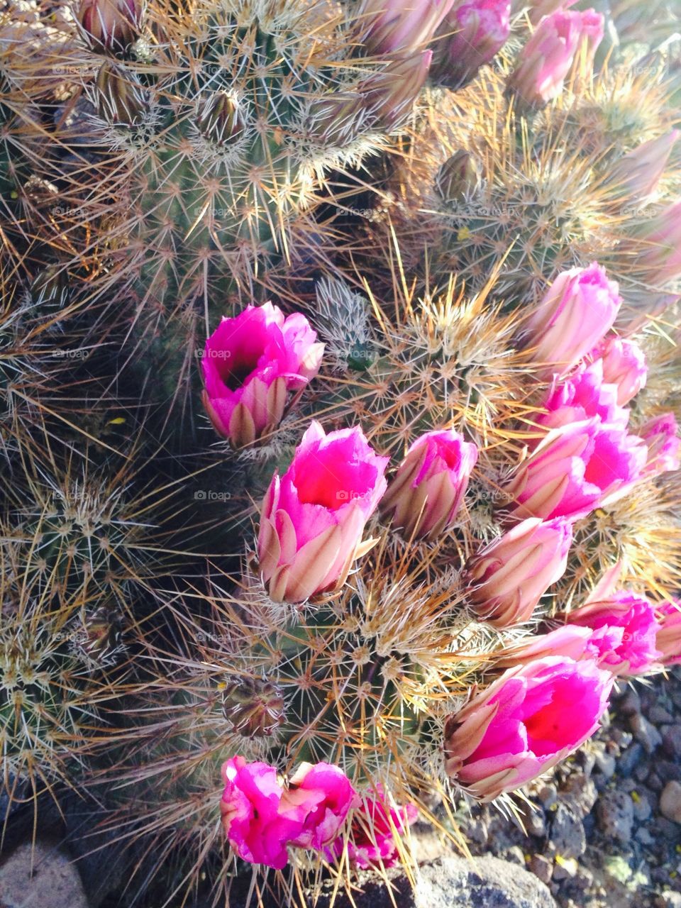 Cactus bloom