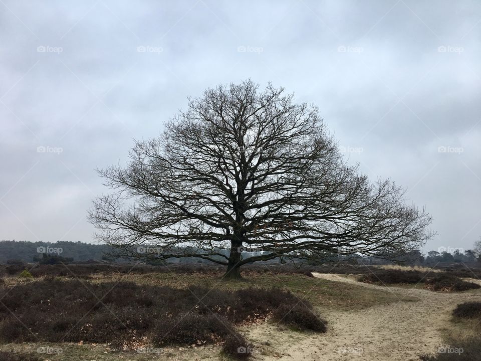 Tree, The Netherland