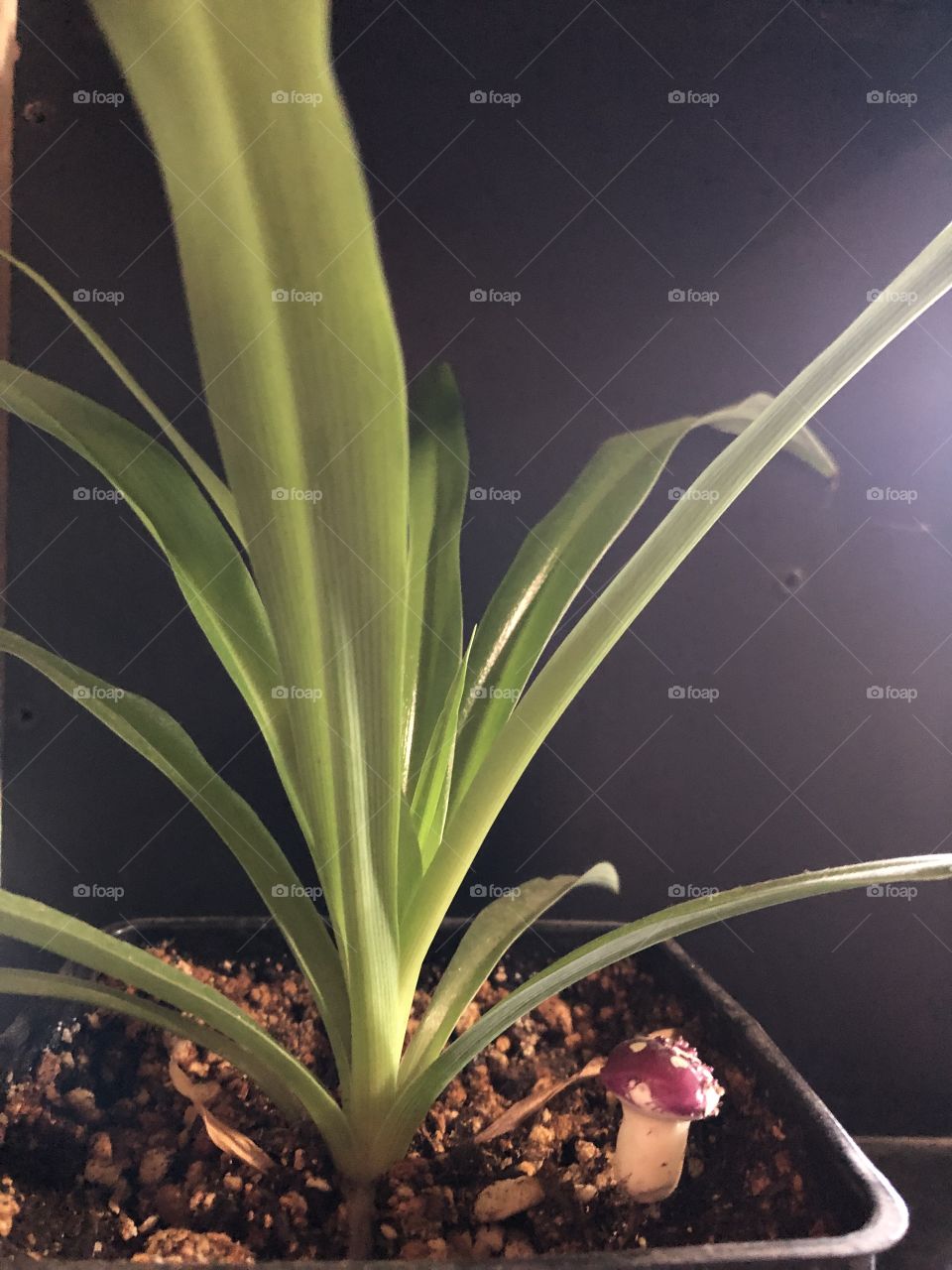 Spider plant 