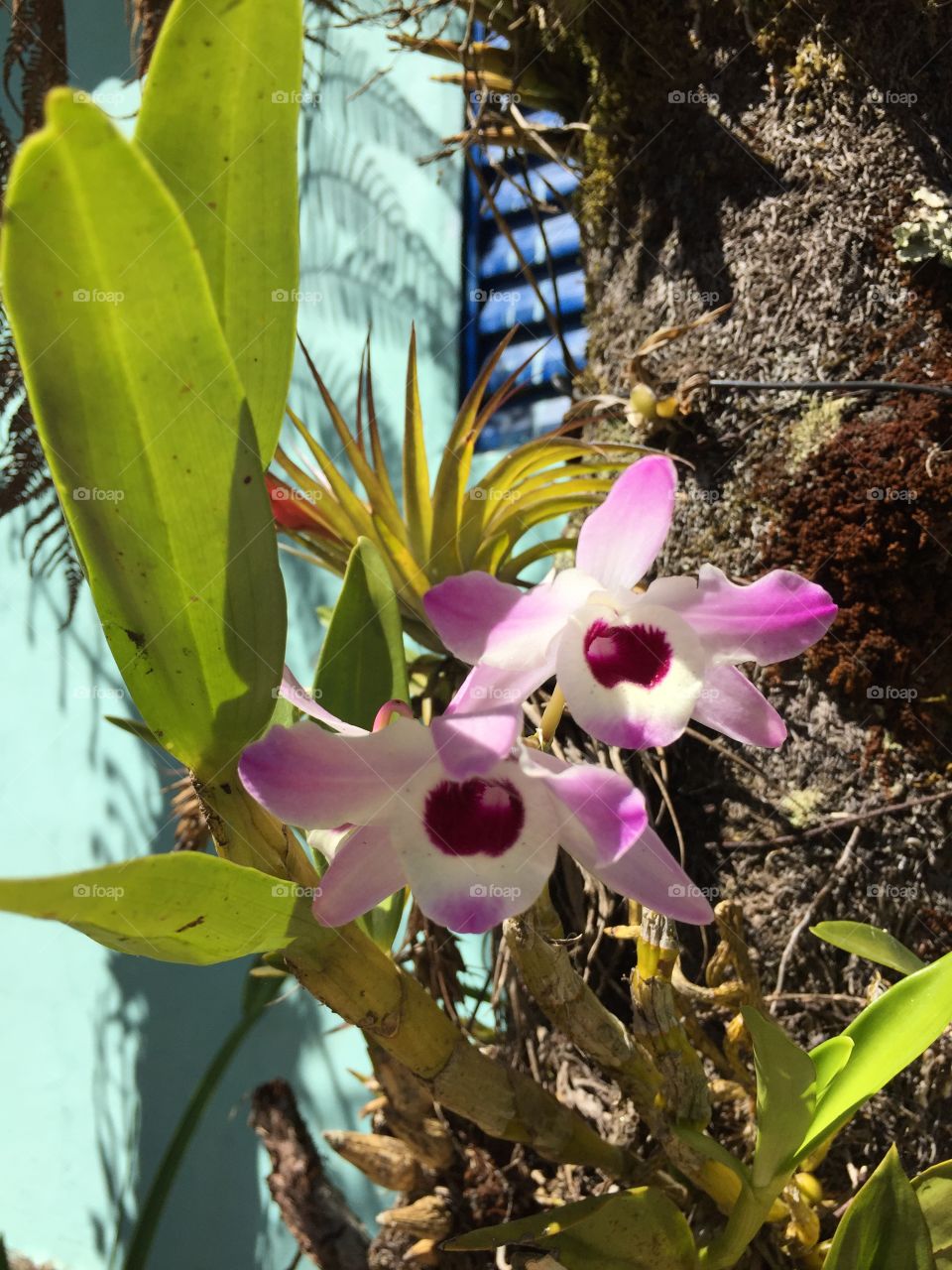 Orquídea rosa