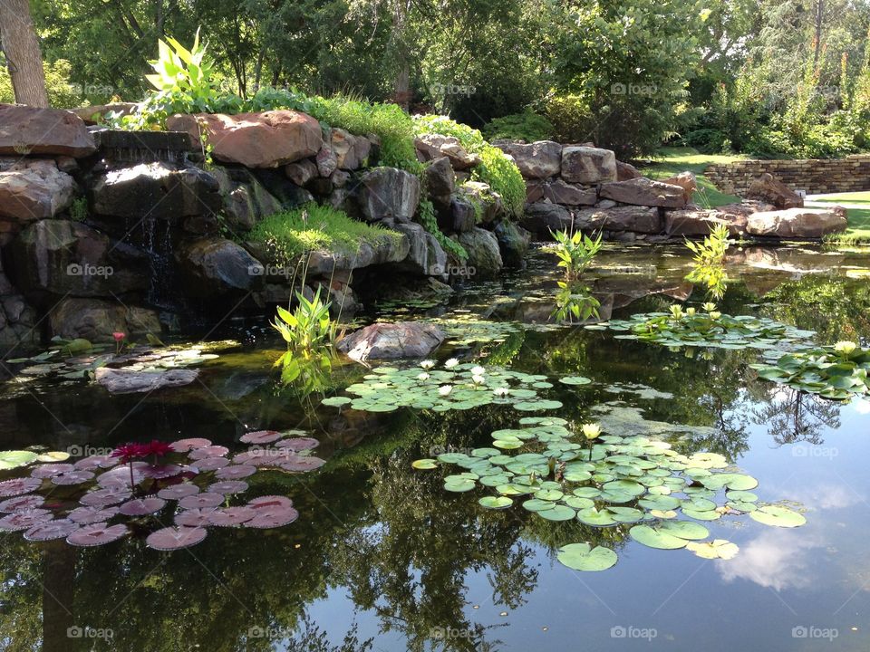 Pond. Pond at arboretum 