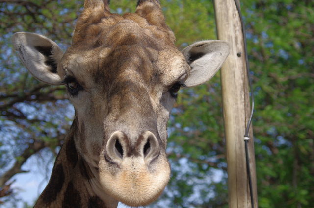 Giraffe