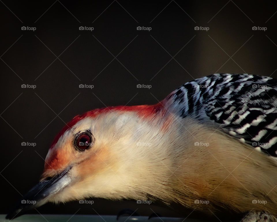 Red Eyes of a woodpecker eyeing you 