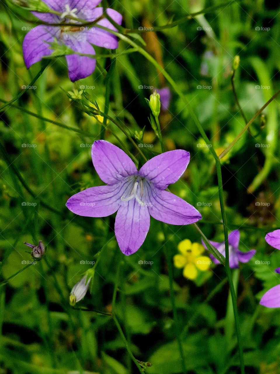 purple flower