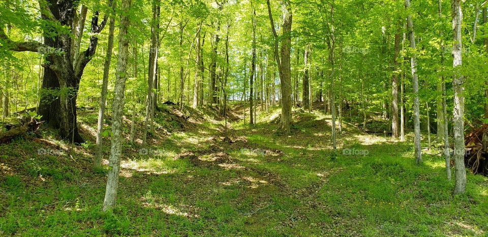 old wagon trails in the woods.