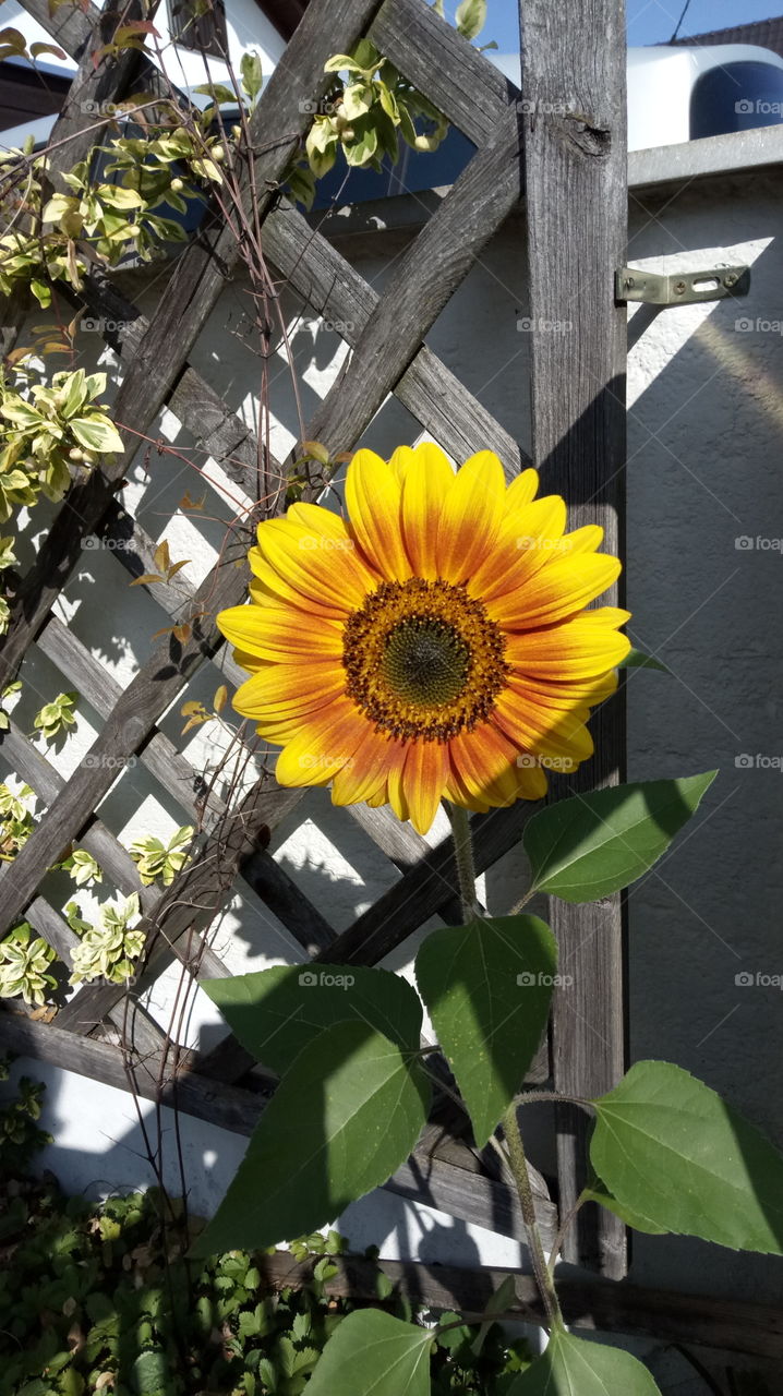 Sonnenblume - Sunflower