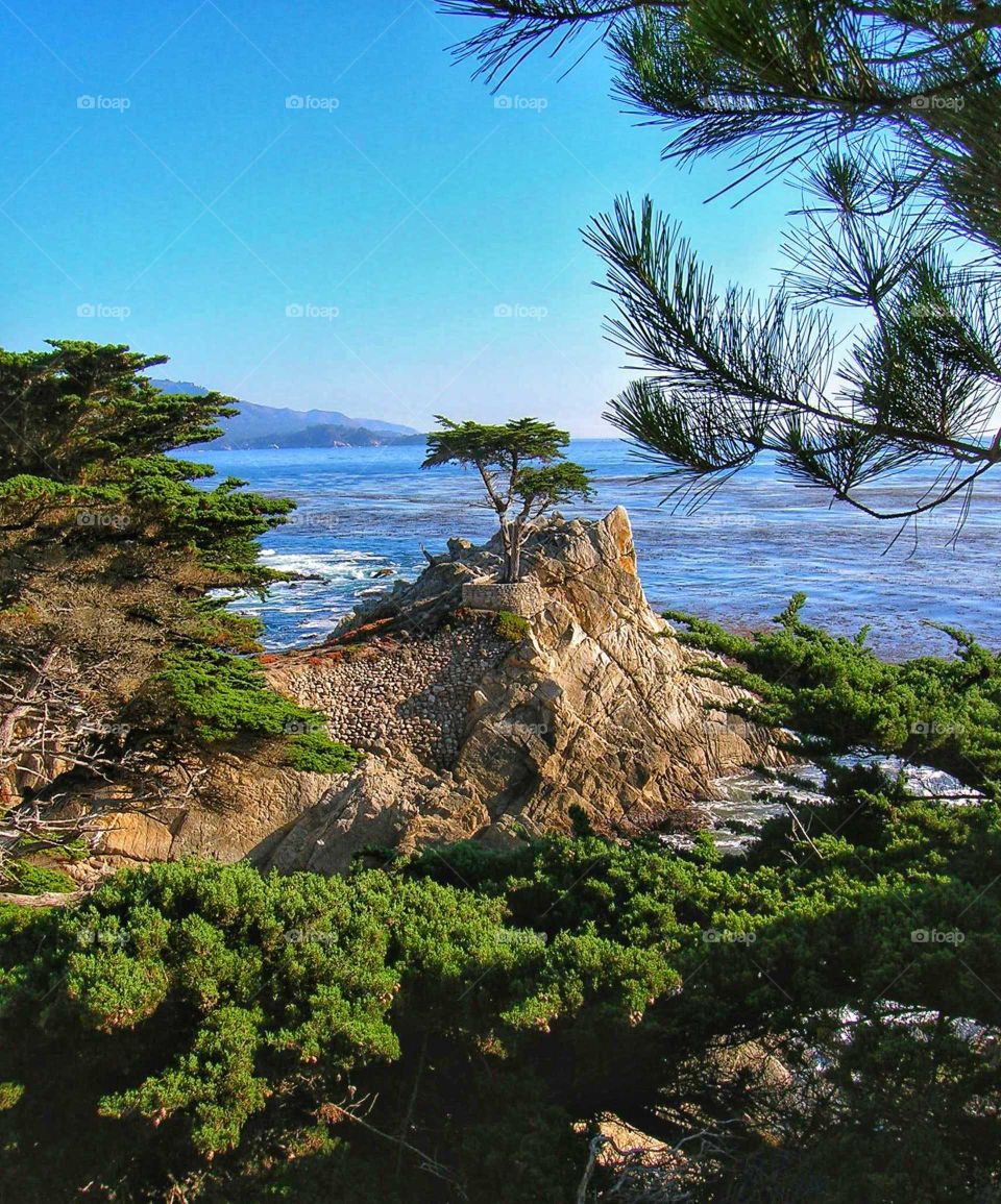 Spectacular view of the Lone Cypress on California's lush green coastline.