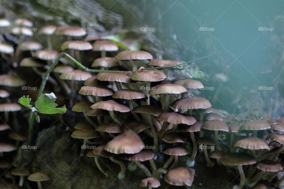 Forest Mushrooms