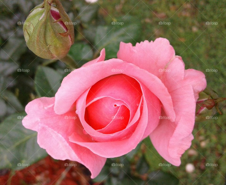 drop dead pink rose
