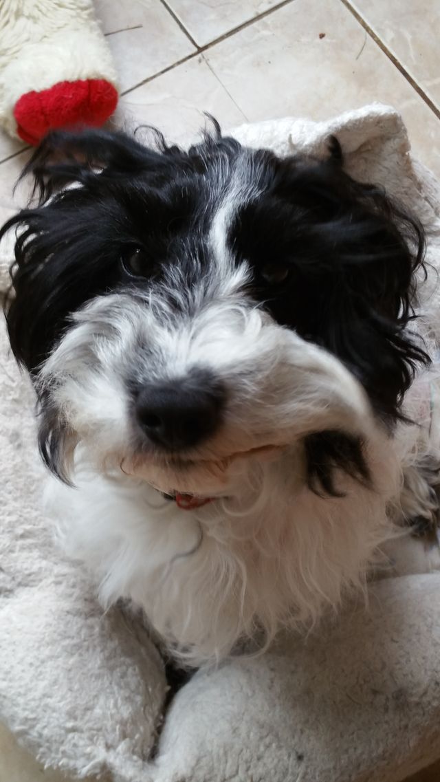 scuffy long haired toy cockapoo dog