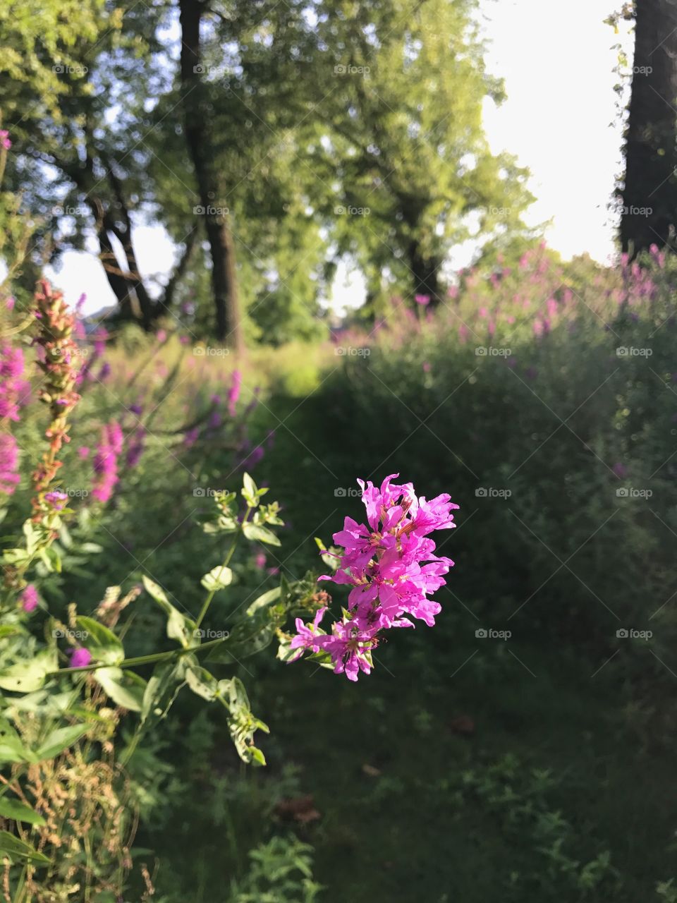 Floral path