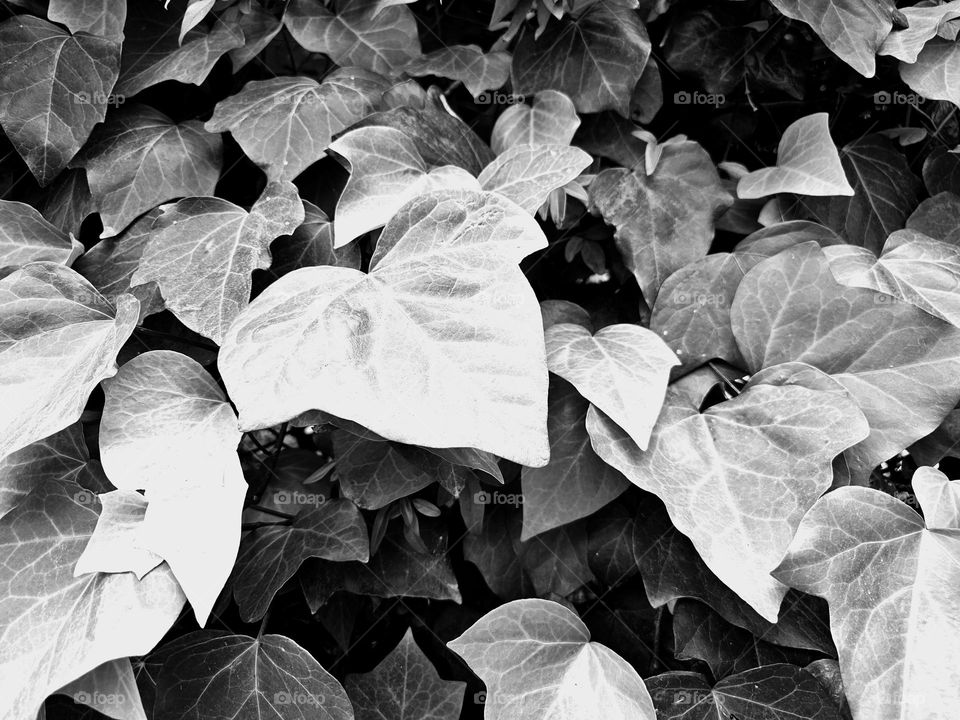 The Ivy leaves are a common view,  but in black and white, they are more attractive and beautiful.