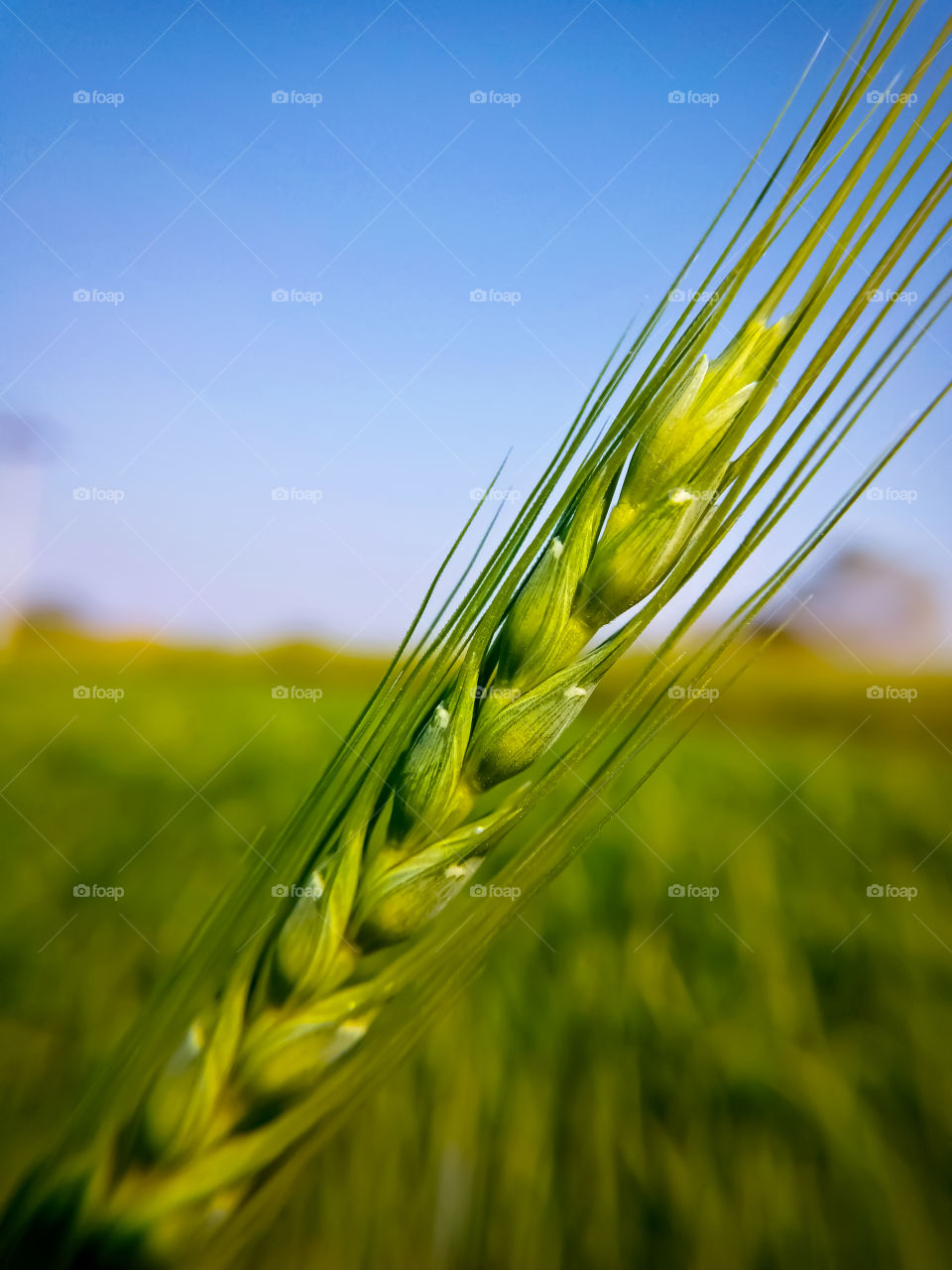 close-up of young wheat in the background of the field
