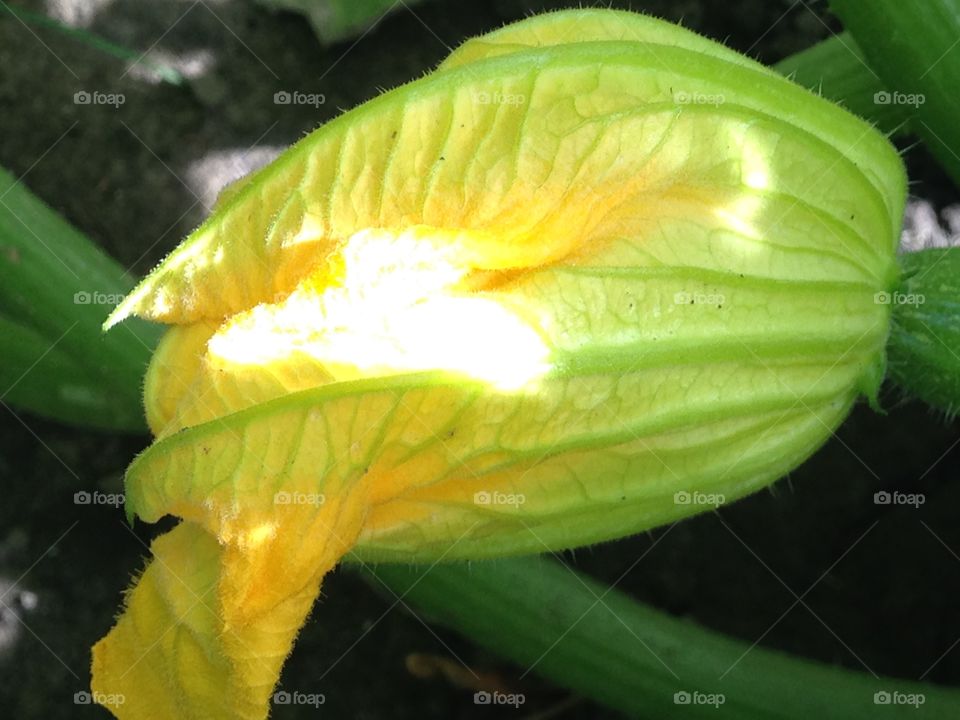 Zucchini blossom 