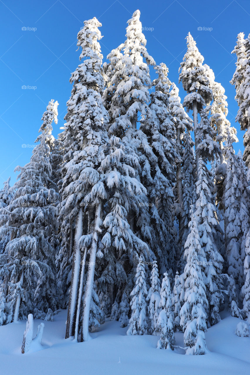 Trees at mount Rainier covered in snow