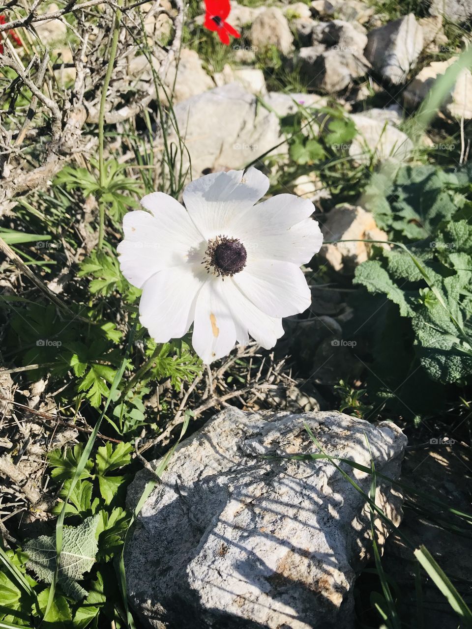 Beautiful white flower at the forest of my town.