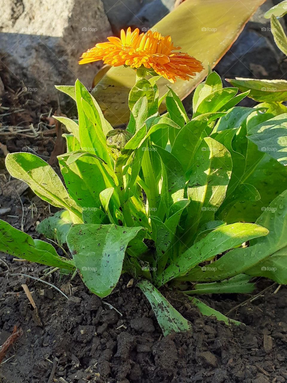 desde el principio. planta y flor