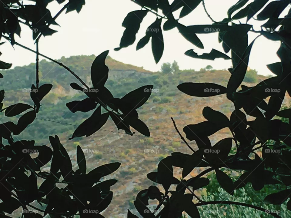 jungle