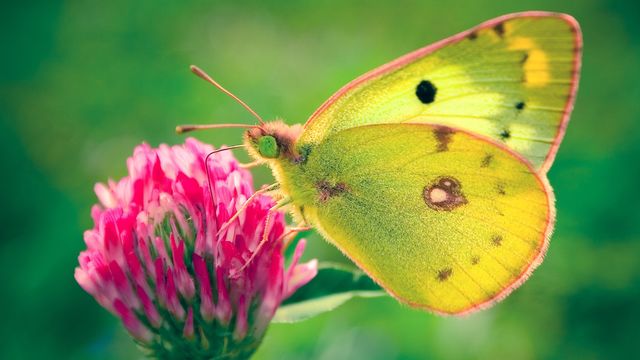 butterfly
