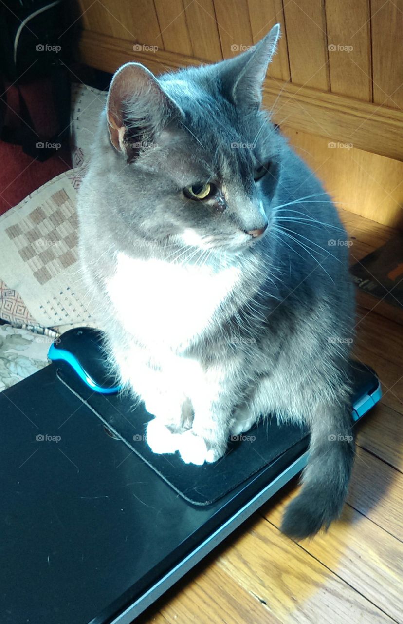 cat on laptop again