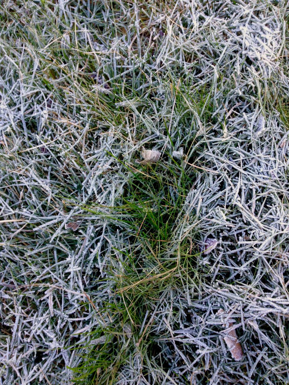 First snow on the land 