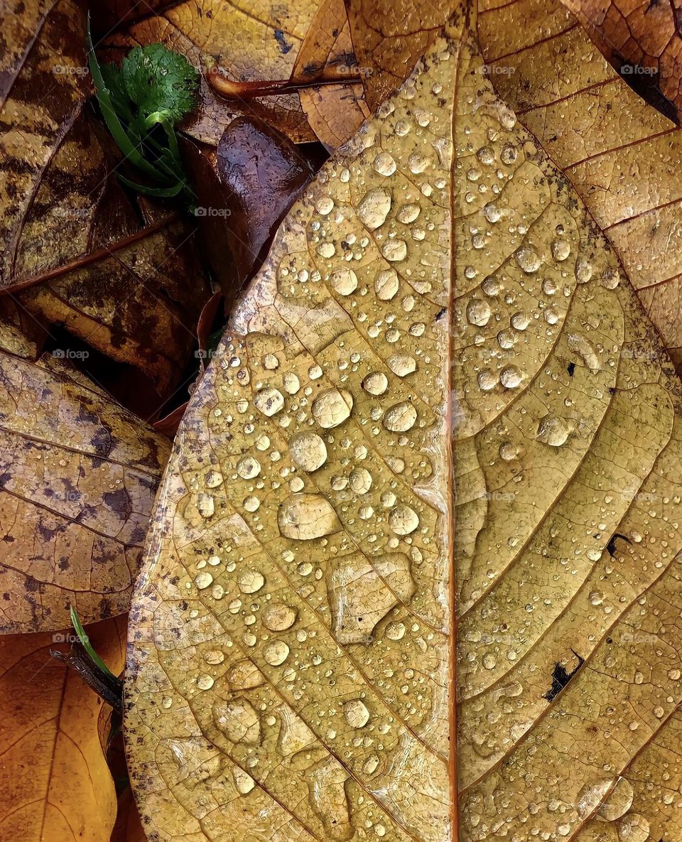 Autumn Dew