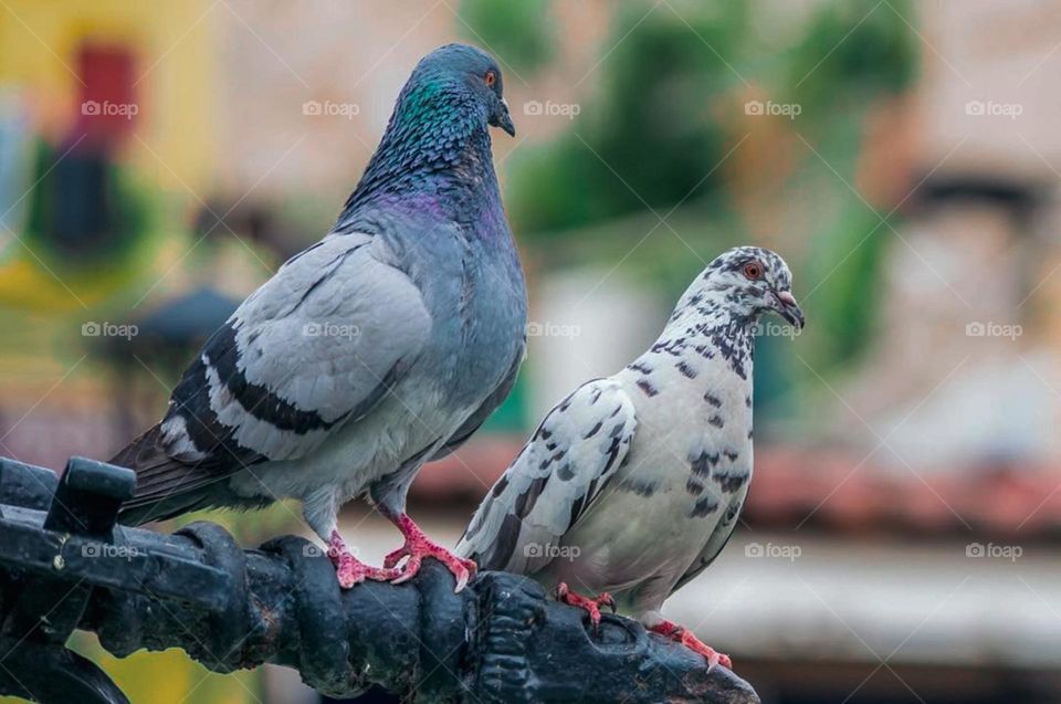 Pigeons, (6 September)