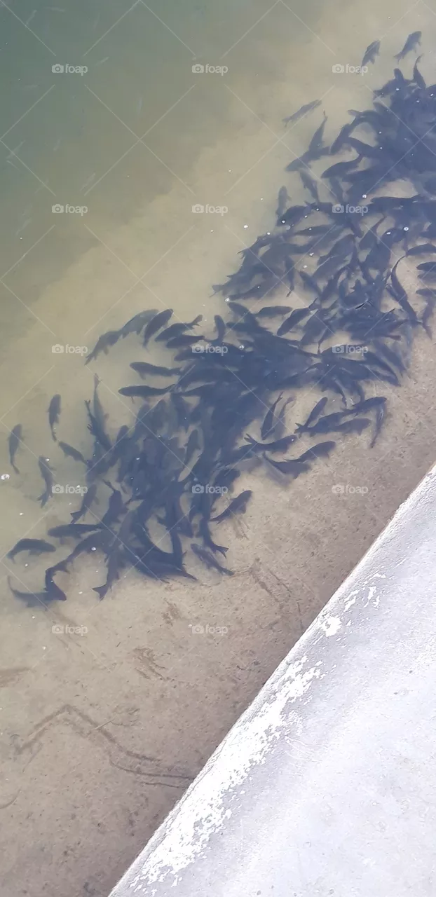fish