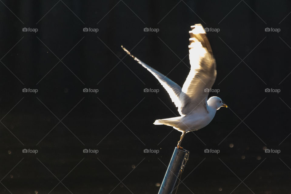 seagull taking flight from it's perch into the sunlight