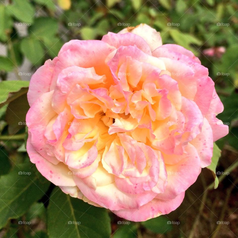 🌹 🇺🇸 Very beautiful flowers to brighten our day.  Live nature and its beauty. Did you like the delicate petals? / 🇧🇷 Flores muito bonitas para alegrar nosso dia. Viva a natureza e sua beleza. Gostaram das pétalas delicadas? 