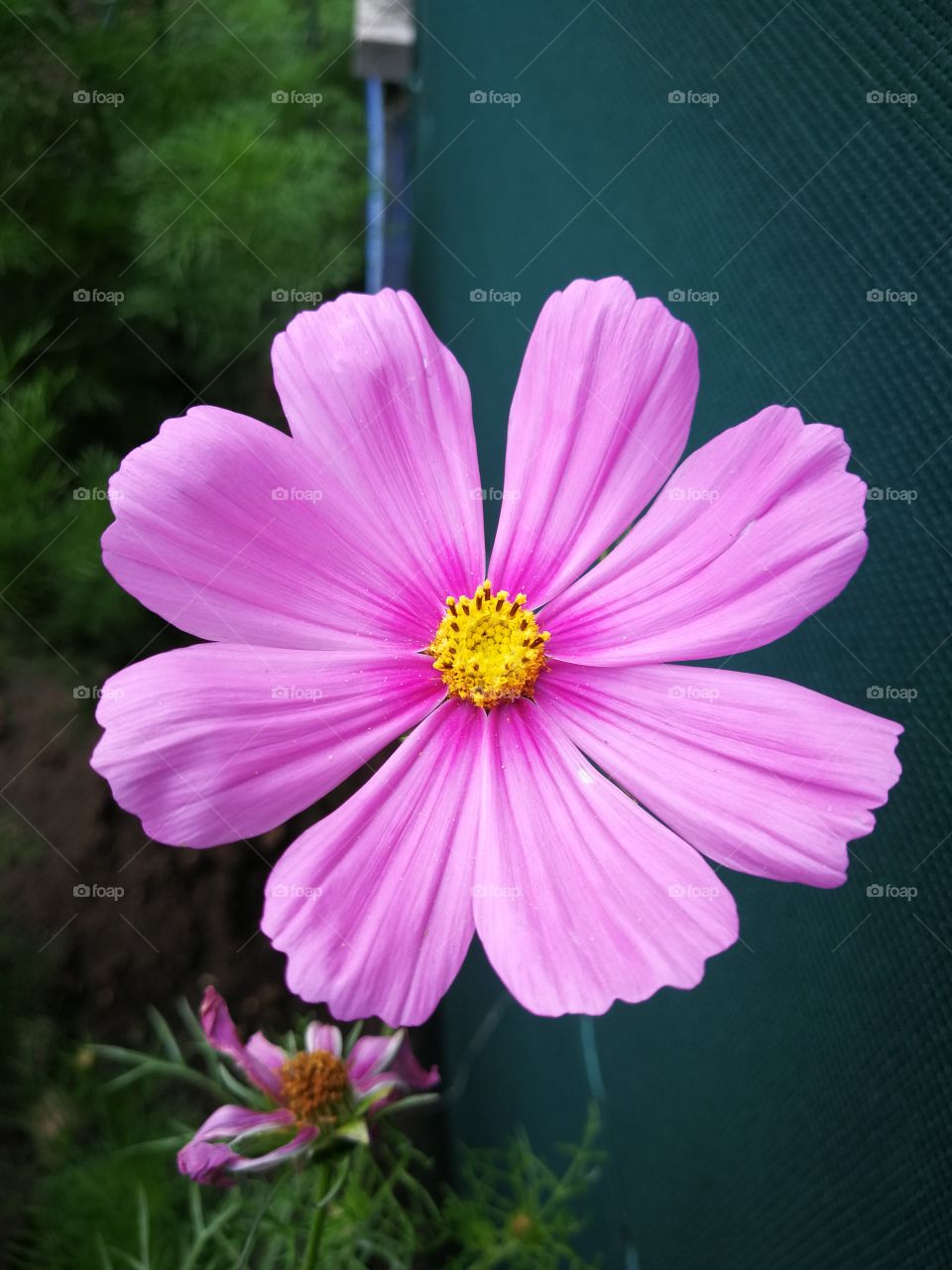 Garden treasures 🌺 without filter - pink mellow