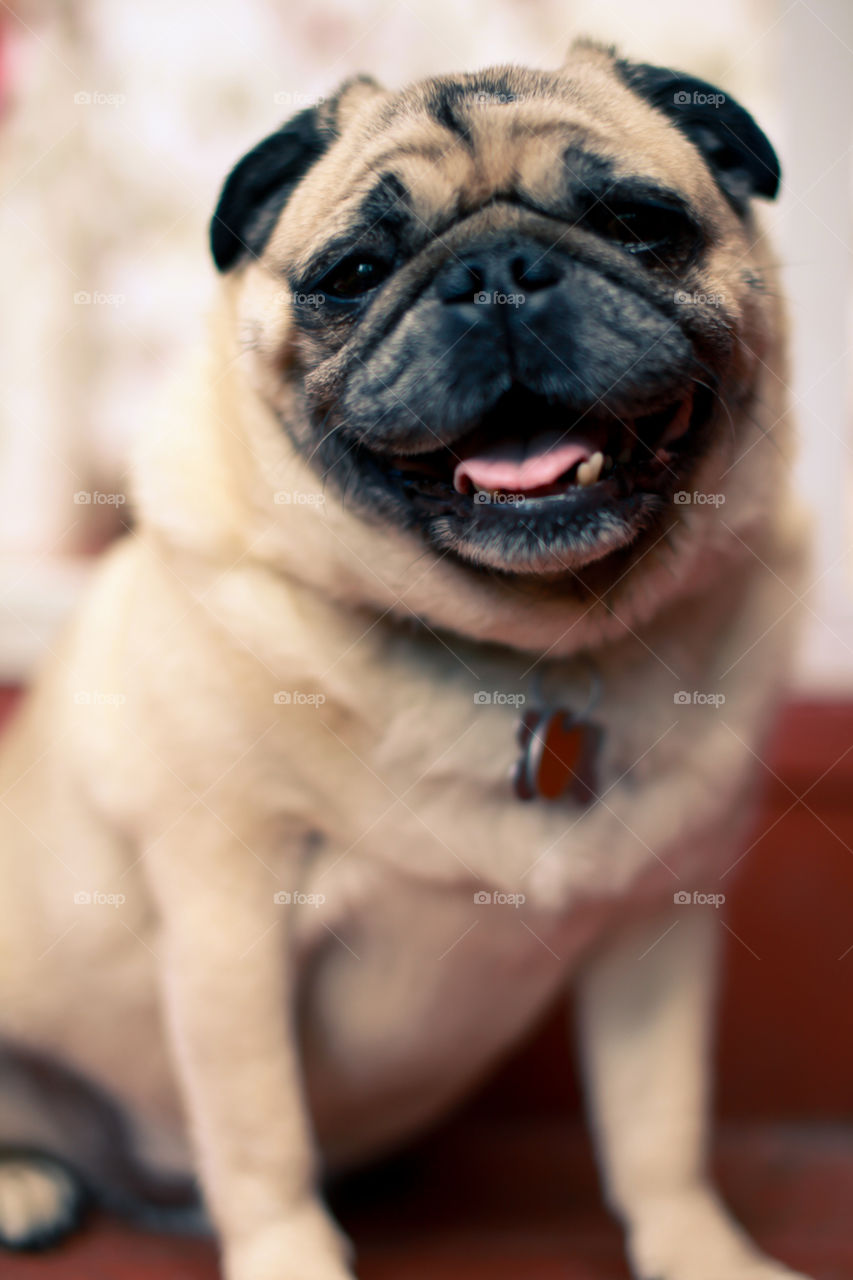 Happy Pug. Pug smiling 