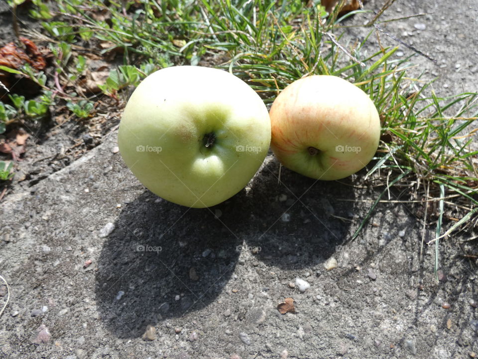 two apples on the floor