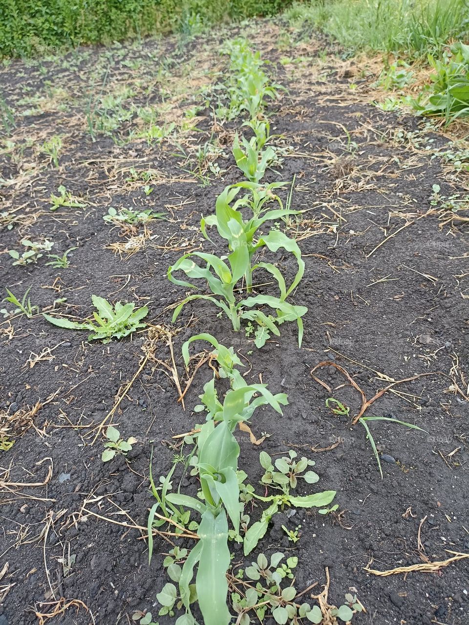 Corn seedlings
