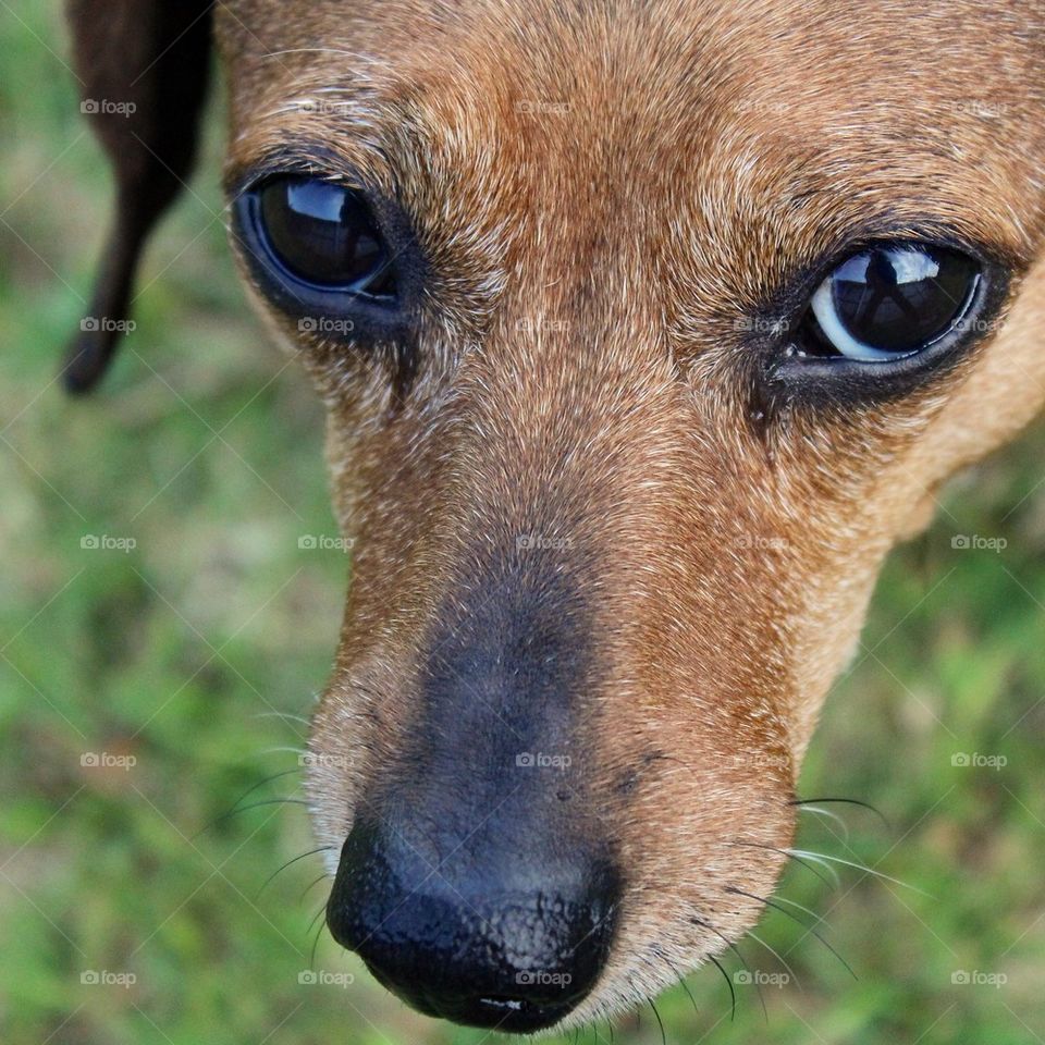 Dachshund Eyes