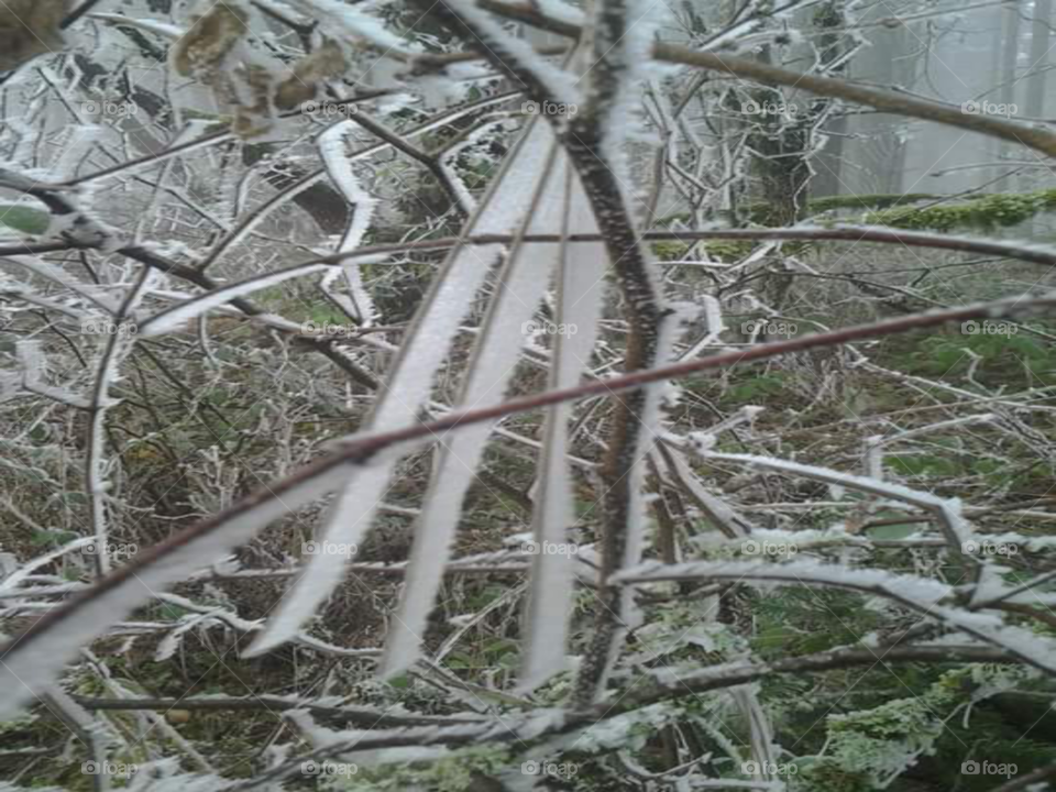 horizontal frozen mist