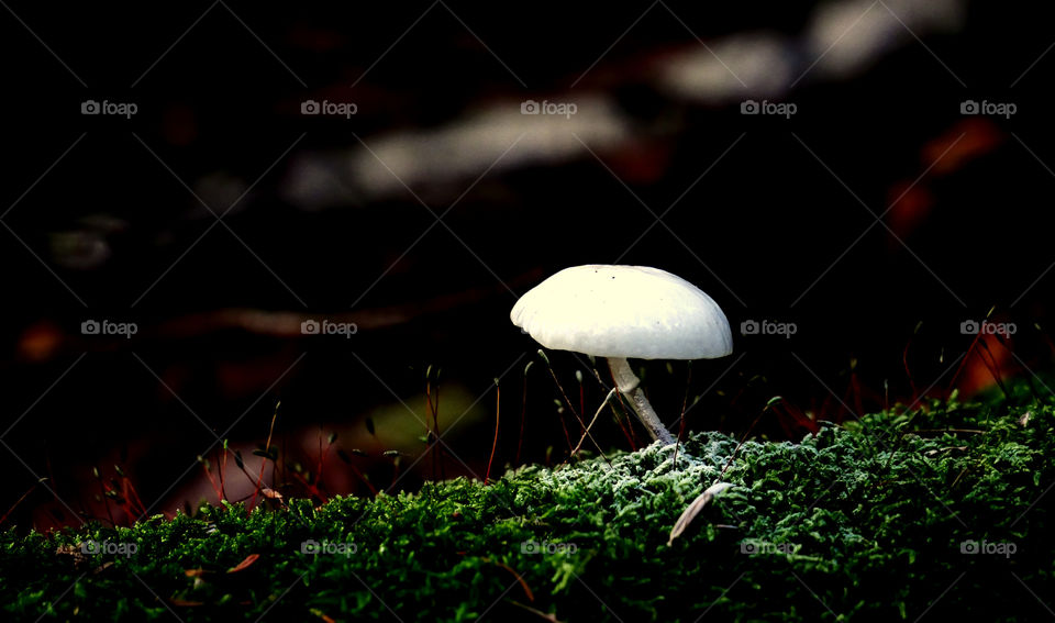 Ghost mushroom.