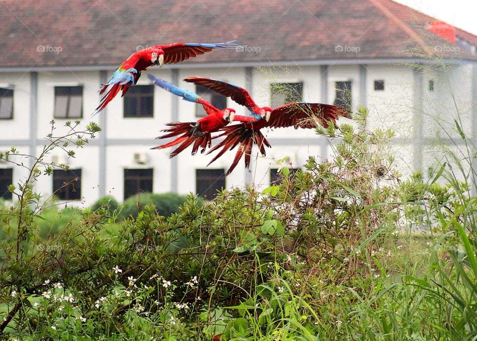 3 parrots in training. They are trained to fly around and coming back to their trainer after certain times.
