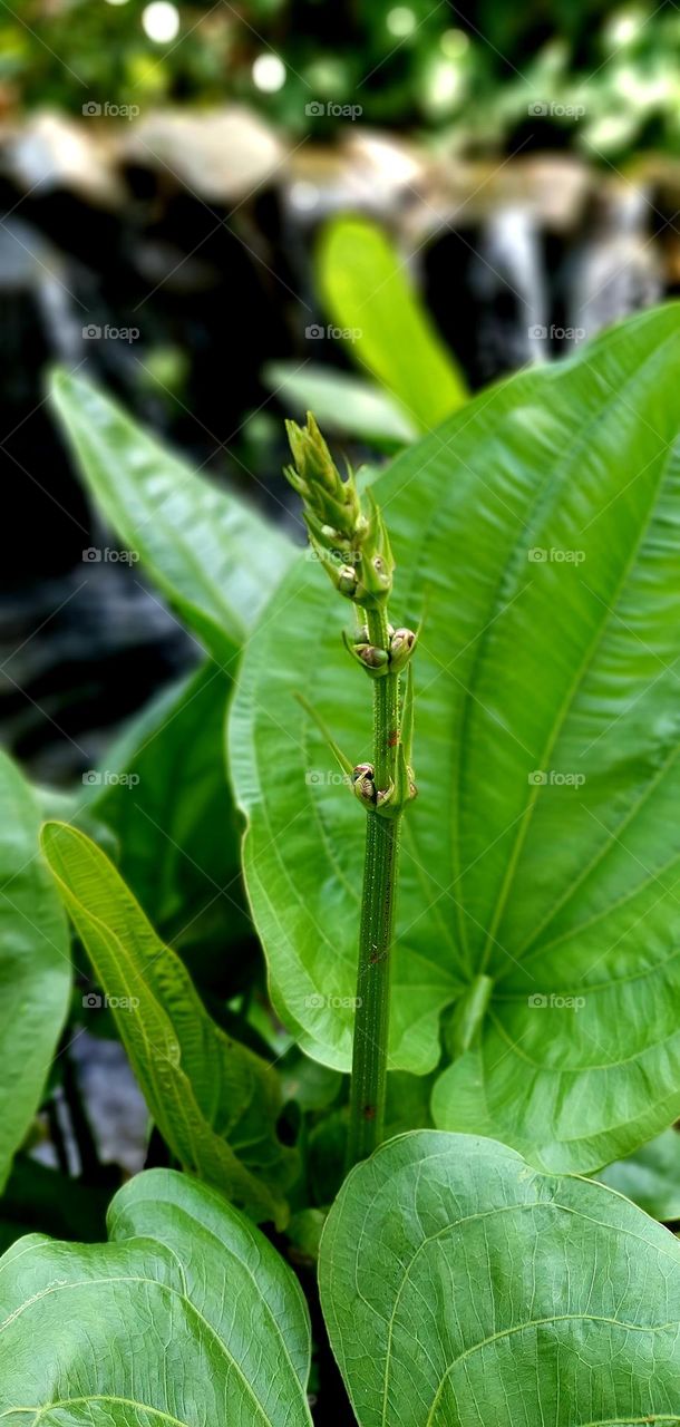 Echinodorus cordifolius, the creeping spade leaf blade or burhead, is a species of aquatic plant in Alismatales