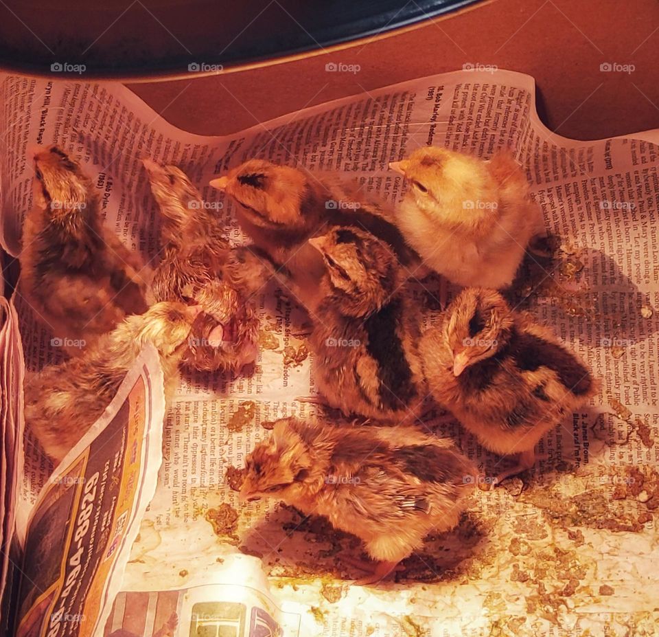 Hot chicks on newspaper