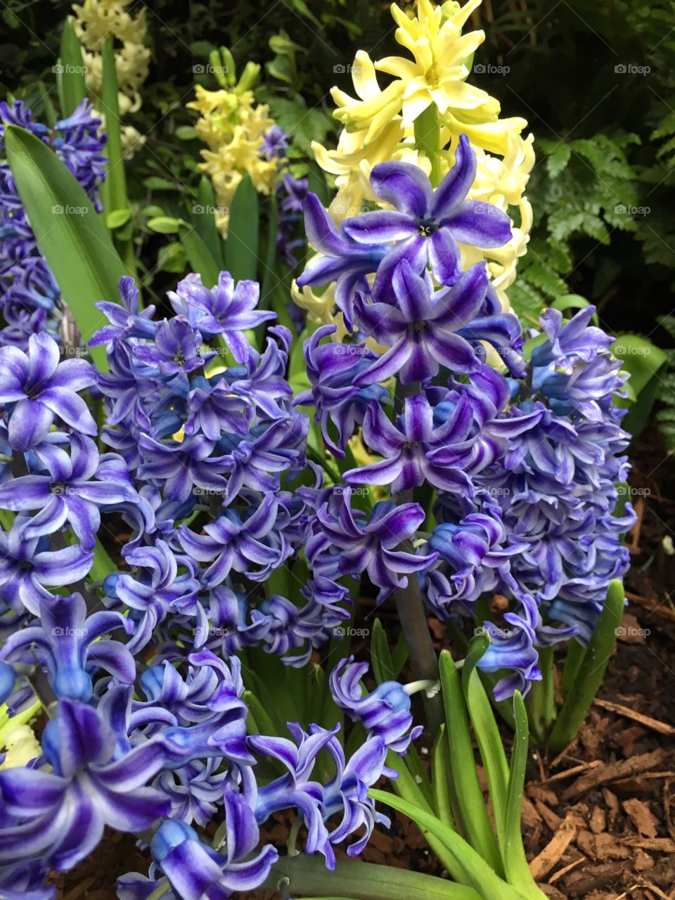 Directly above shot of flowers