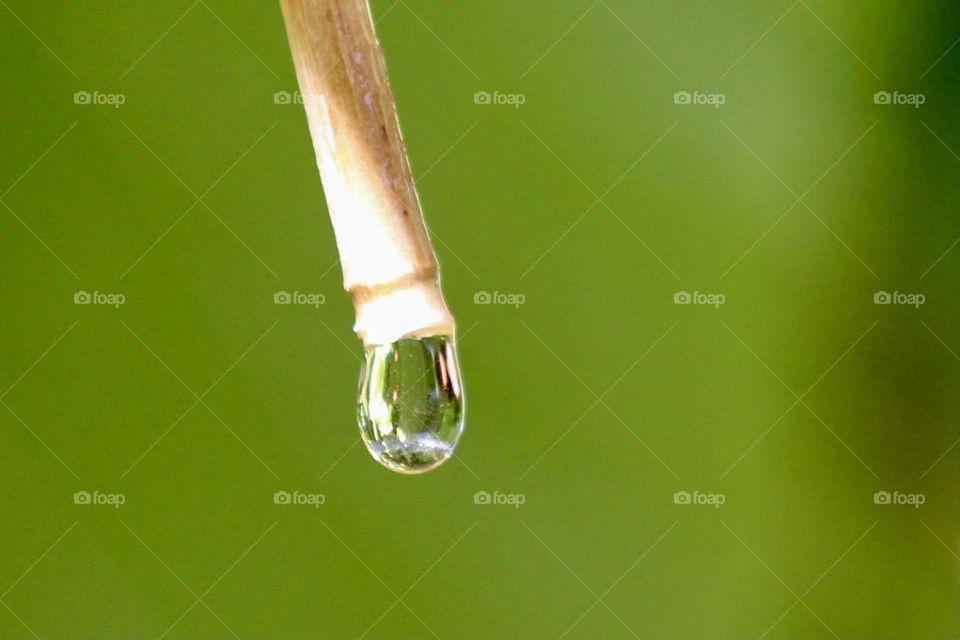 A small droplet of water, about to fall from the stump of stick in which it has held on to until this moment.